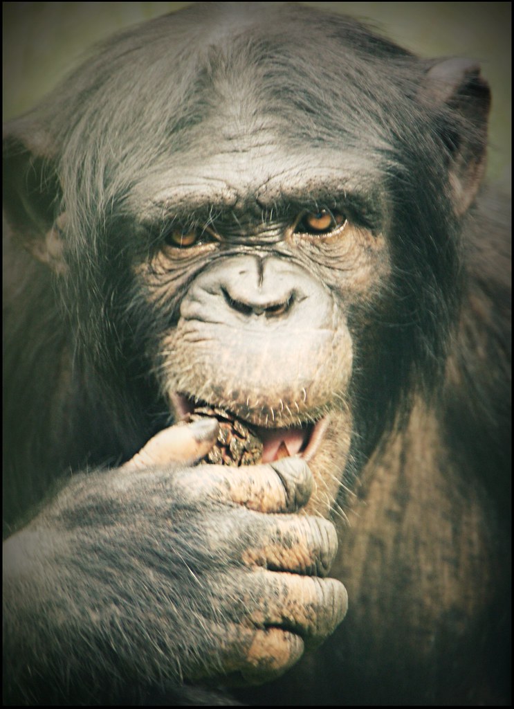 bryan the juvenile ape by romorga