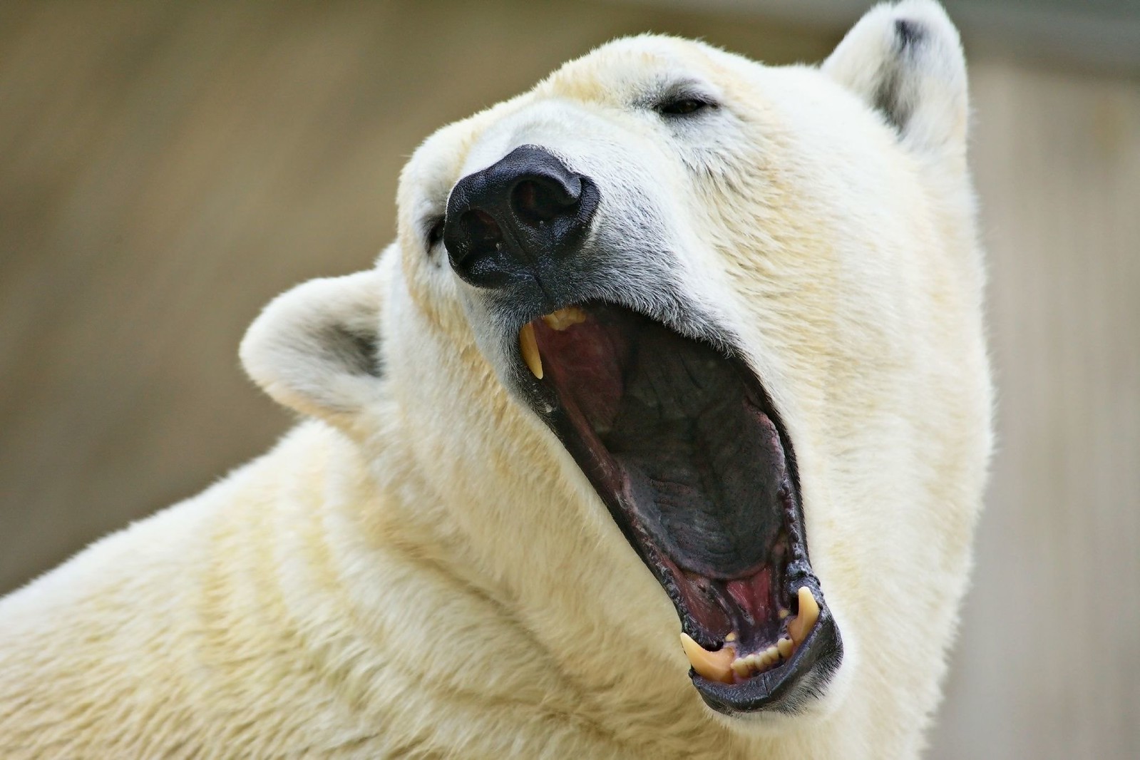 Белый медведь рычит
