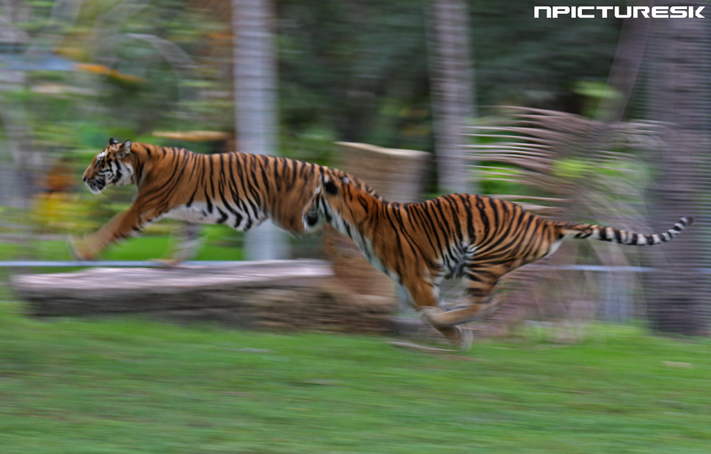Tigers Run Even with their great masses, tigers can