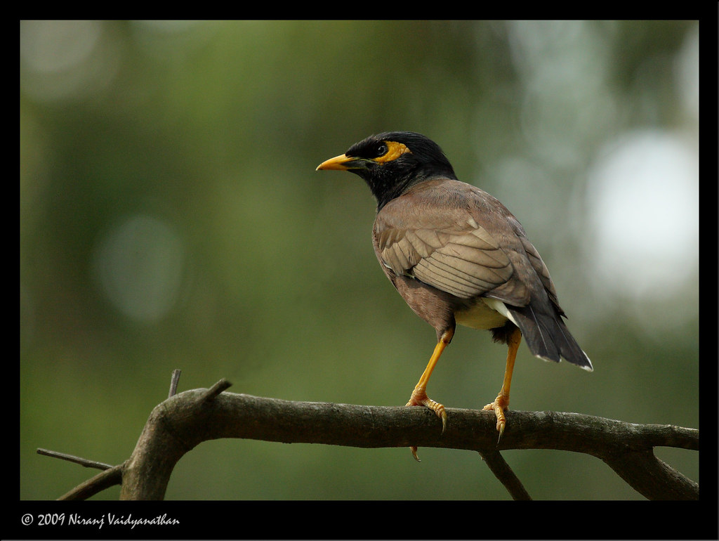 Common Myna by Jnarin
