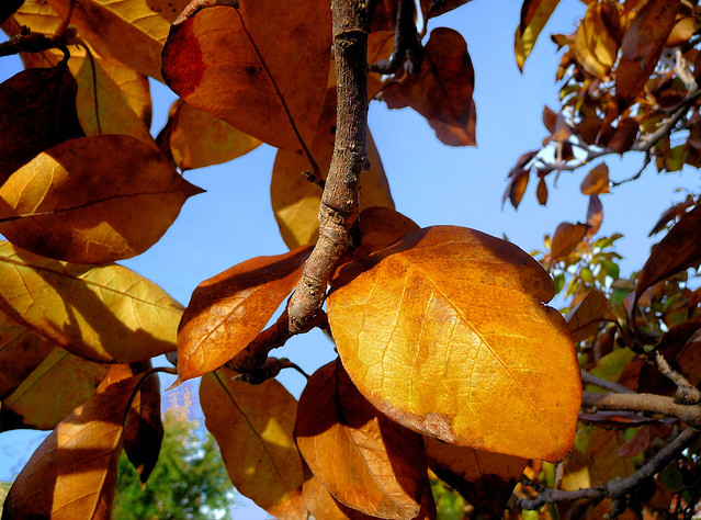 Autumn Leaves, Magnolia, yard