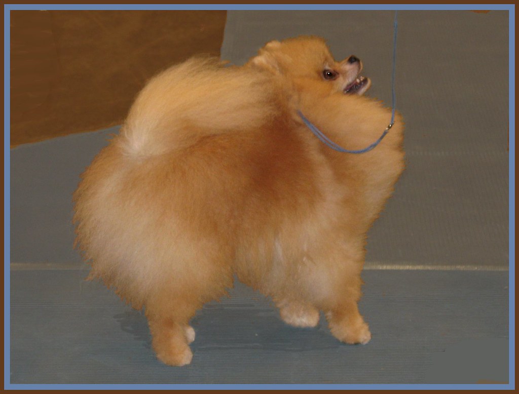 Pomeranian - Reliant Dog Shows | Reliant Series of Dog Shows… | Flickr