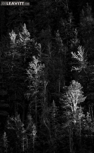 trees bw 20d forest canon nevada nv mtcharleston clarkcounty
