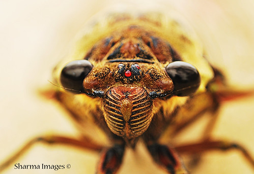 Cicada - Front Profile by Sharma D. Pillai