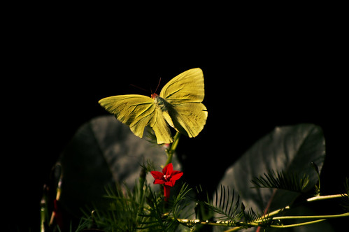 Take Flight by Colin/Murphy