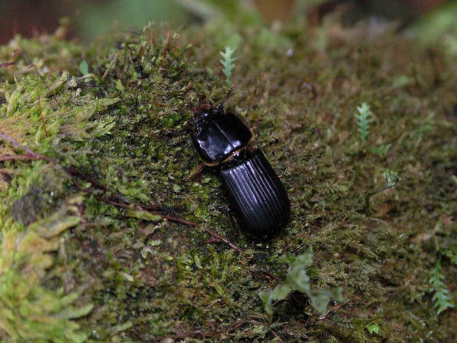 Bess Beetle (Passalidae) - Escarabajo; Parque Nacional del Agua Juan Castro Blanco; Costa Rica