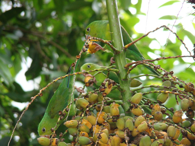 Periquito - Maritaca - the Yellow-chevroned Parakeet 