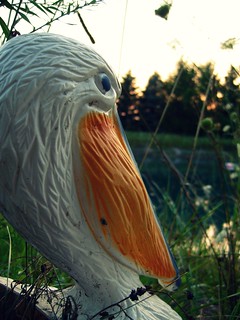 Pelican by the Pond