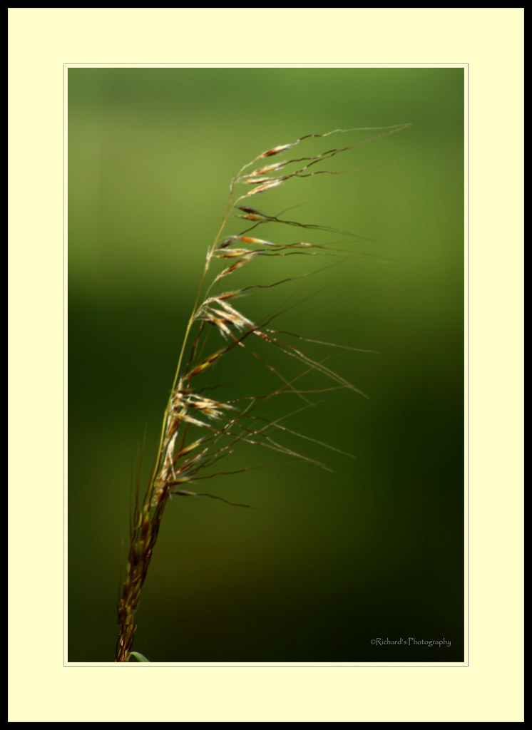 Fall Grasses by rickm FL