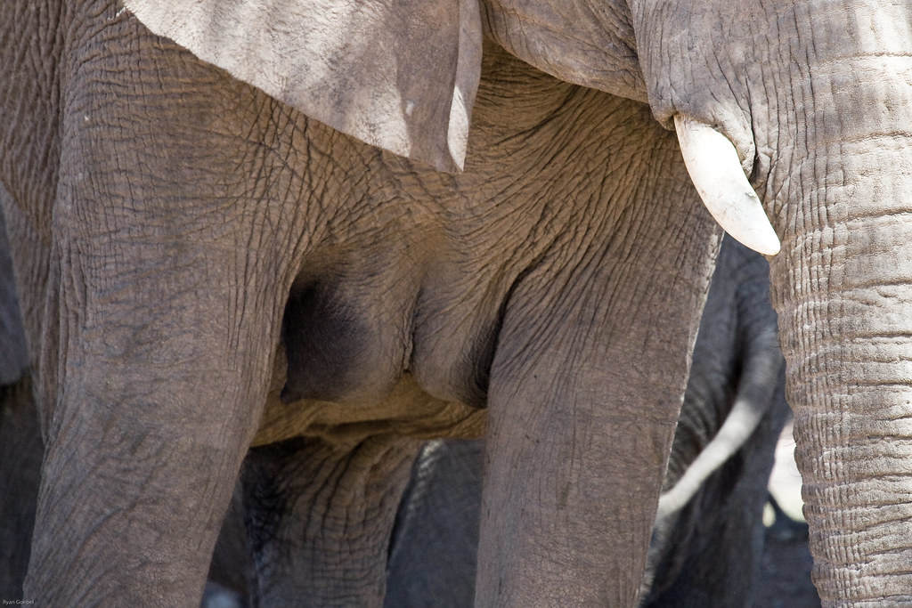 Elephant Boobs | Yes.... A Close-Up Shot Of Elephant Breasts… | Flickr