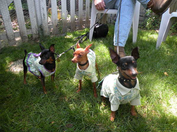 The Min Pin Pack