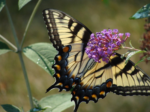 Backyard Butterfly | by diasparmrb