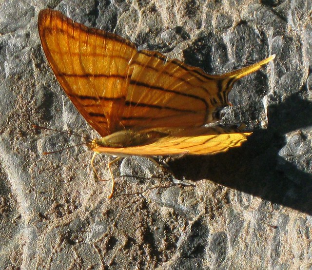Marpesia berania (male)