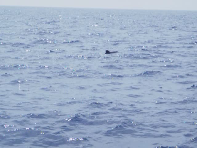 Stenella dolphins and pilot whales in their natural environment