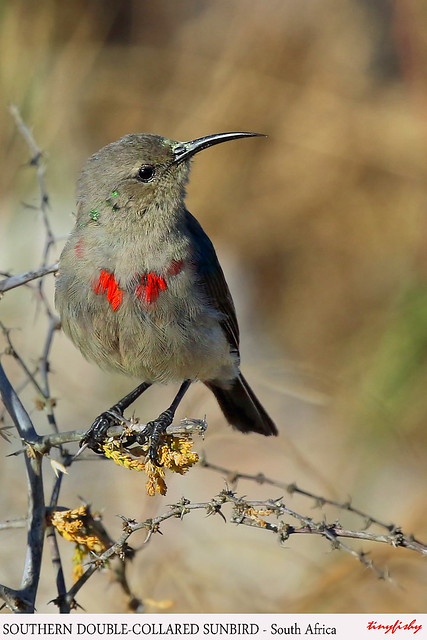(Species# 1013b) Southern Double-Collared Sunbird male molting - [ West Coast National Park, South Africa ]