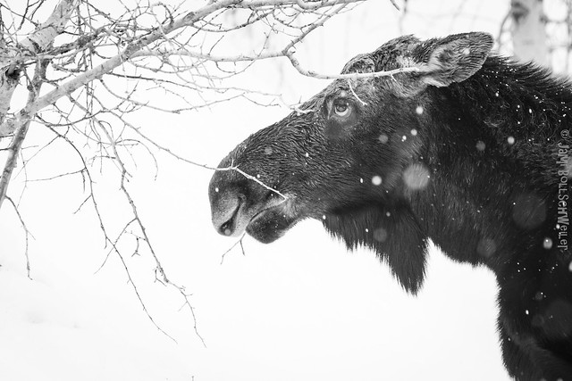 moose in snow (1 of 1)