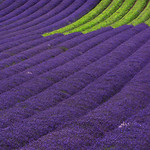 Lavender Postcard