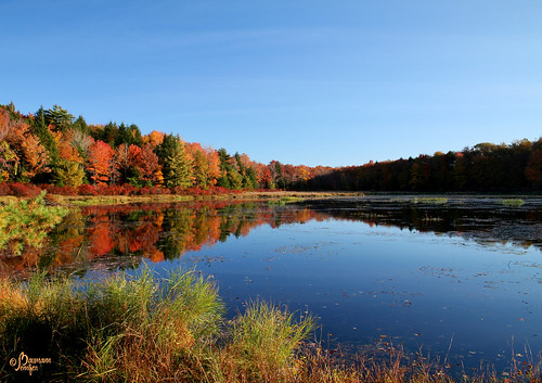 autumn trees fall water pennsylvania pa reflect promisedland nepa