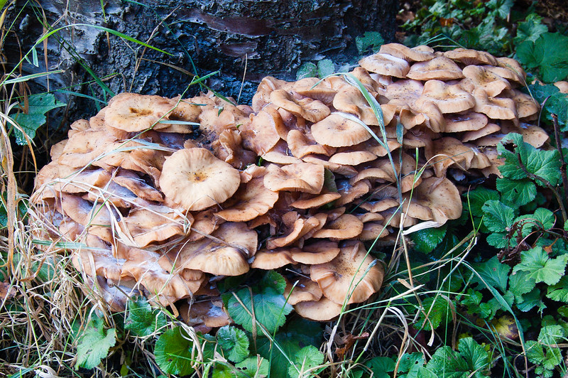 Honey fungus