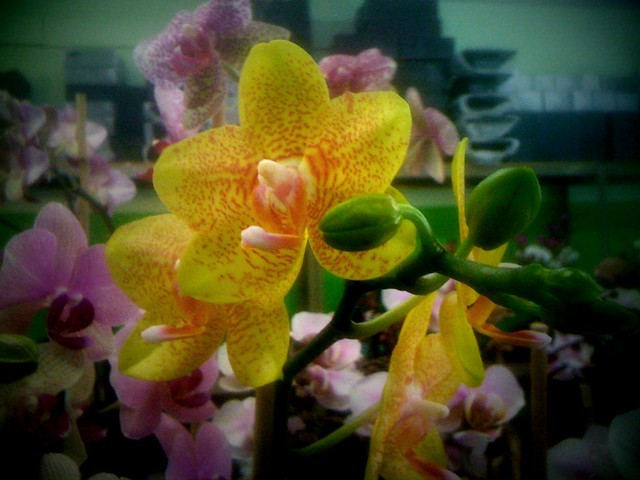 Orchids of DTLA