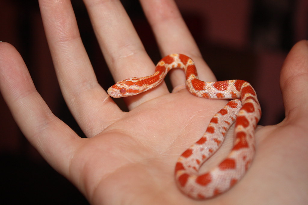 the cutest snake in the World - Cute Snakes You Have to See to Believe Corn Snake