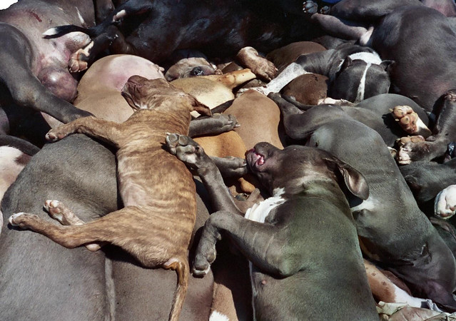 Graphic Dead family pet dogs & puppies killed by the city of Denver, CO because of Breed Specific Legislation (BSL) discrimination
