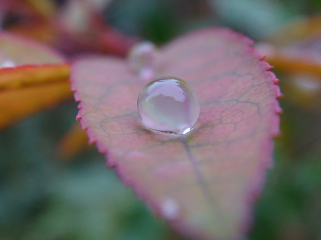 drop of water on leaf.