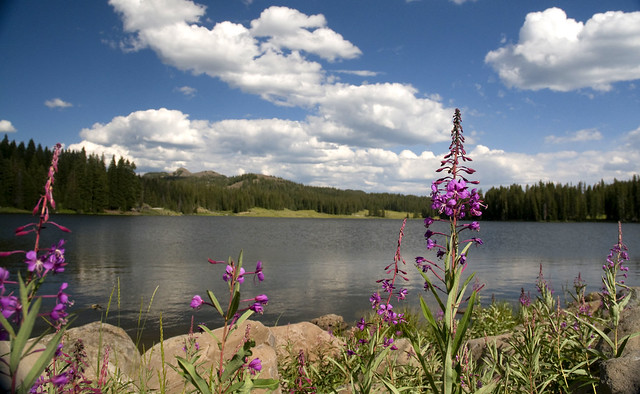 Wildflowers along Big Creek Reservoir, Grand Mesa National Forest