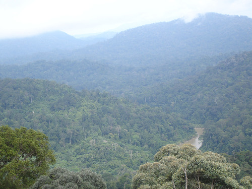 nationalpark rainforest malaysia tamannegara bukitwarisan