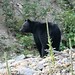 Flickr photo 'Ursus americanus (American Black Bear)' by: Arthur Chapman.