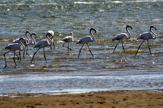 Africa - Namibia / Flamingos wading