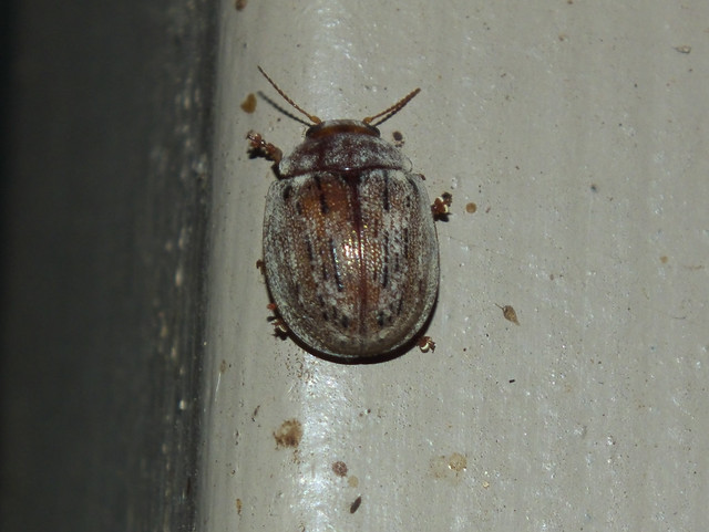 Chrysomelidae>Paropsisterna Leaf beetle DSCF6974