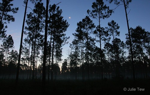 morning summer sky moon nature sunrise stars outdoors dawn florida fl lunar nwr stmarksnationalwildliferefuge