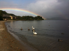 Swans on Loch Lomond