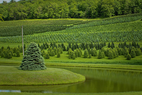 green pennsylvania treefarm carboncounty towamensing oldhomesteadtreefarm
