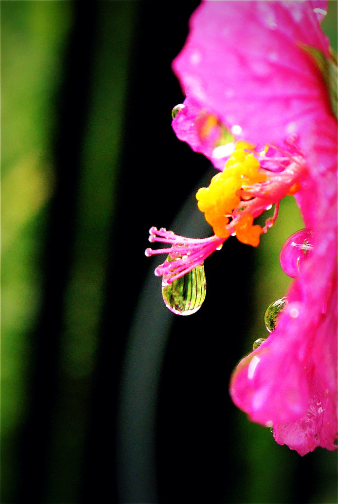 pink flower | Natalie Barletta | Flickr