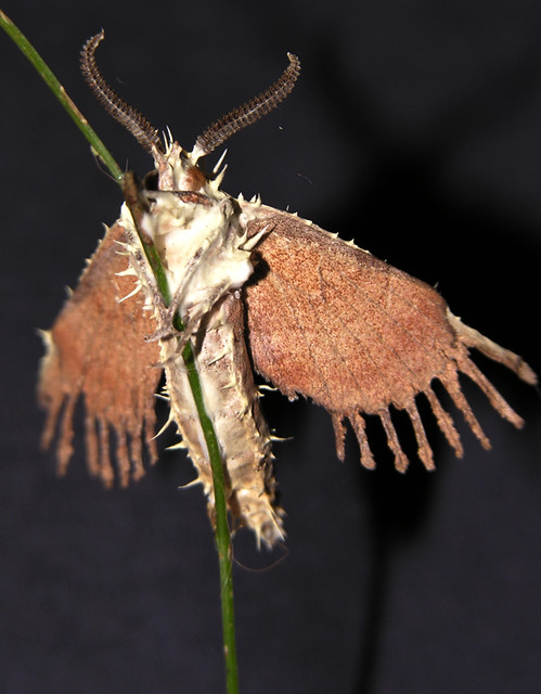 Cordyceps Type Fungus Mummified Moth Macro 1 -  - Possibly by Akanthomyces fungus - ( Explore #339 Sep 22, 2009 )