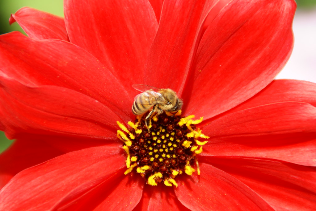 Honey bee on the job by DavidK-Oregon