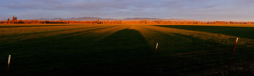 panorama oregon sunrise long shadows sheep pano pasture valley albany willamette decemeber huggin