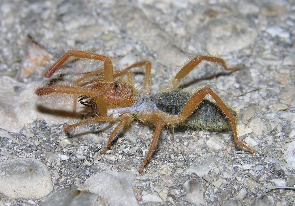 Camel spider 2 (Eremobatidae), New Mexico