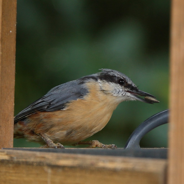 Nuthatch at the nut hatch