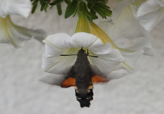 Engadin Humming-bird Hawk-moth  Macroglossum stellatarum - Taubenschwänzchen