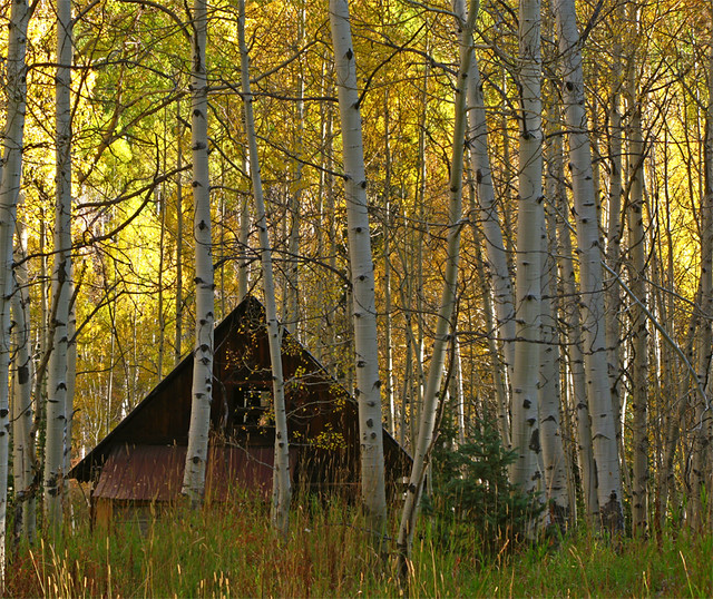 Cabin with Aspens