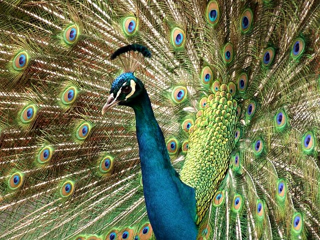 A to Z of Animals: P: Peacock at Taronga Park Zoo