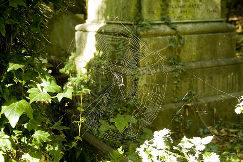 An image of a spiderweb to illustrate the legend of Arachne and Athena. Copyright Icy Sedgwick.
