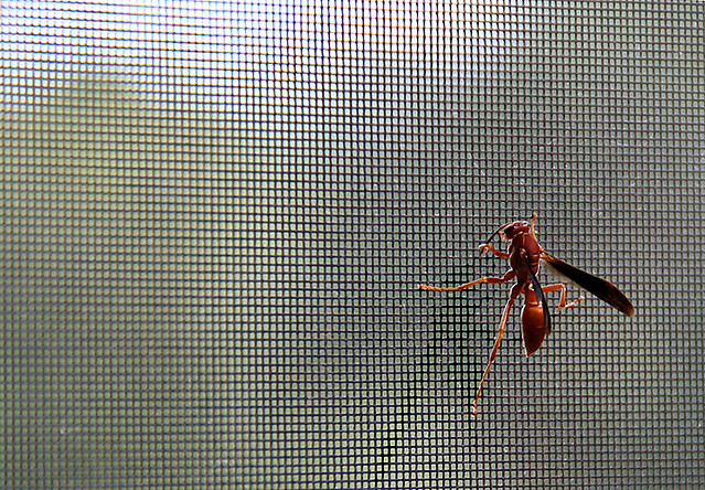 Wasp on the Wrong Side of the Screen