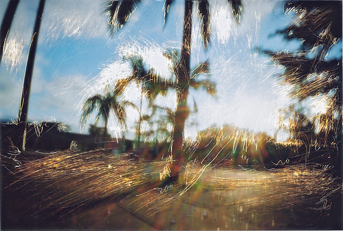 brazilian palms by Rodrigo Uriartt, matchbox pinhole + wounded-photosunset art palms scratches pinhole altphoto matchboxpinhole fotoferi
