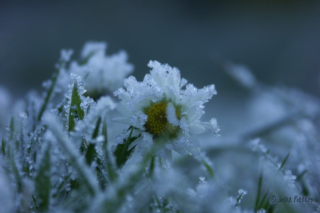 Cold daisy by joeke pieters