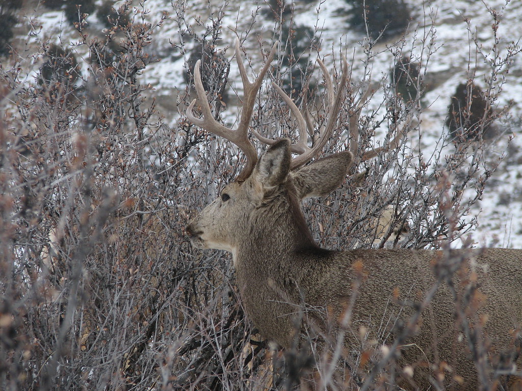 4 X 4 Mule Deer Buck With Big Buck In Brush | Ray F. | Flickr