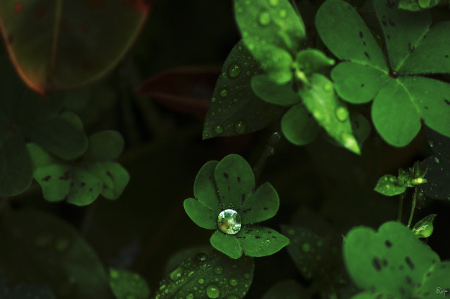 Clover collecting water.  A jewel of dew.  683 45th ave, San Francisco (2009)